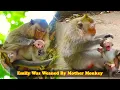 Download Lagu The mother monkey weaning baby monkey Emily, which made Emily angry and screaming loudly