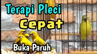 smart mastering zosterops therapy