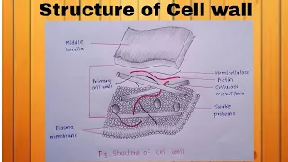 Structure of Cell wall How to draw a Structure of Cell way