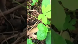 اللهم لك الحمد حمد الشاكرين 