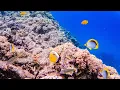 Download Lagu Ras Muhammad National Park - Sinai Peninsula, Egypt