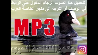 صوت دجاج ماء مثل ماطلبتو تفليش انتضرونه فديو جديد 