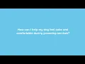 How to Have a Great Dog Grooming Experience - PetSmart