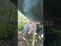 Lagu mikat burung di hutan #mikatburung #burungkicaudialamliar #hutan