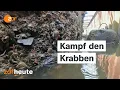 Download Lagu Mit neuen Fallen gegen die Invasion der Wollhandkrabben
