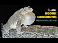 Download Lagu Suara Kodok Memanggil Hujan