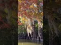 Gymnopédies: No. 1 by Erik Satie - Valérie Milot