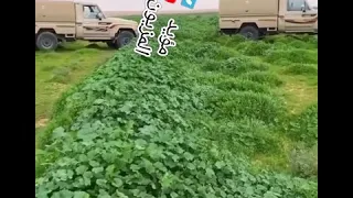 مع خالص الود والعرفان تبي الصراحه انا الغلطان 