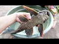 Download Lagu Ikan Sapu-sapu Besar, Ikan Bandaraya (Hypostomus Plecostomus)