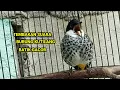 Download Lagu SUARA GACOR TEMBAKAN KUTILANG BATIK | CUCAK BERSISIK | LINCANG MACAN | COCOK BUAT MASTERAN