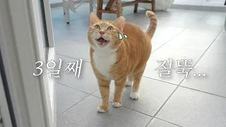 3일째 다리를 저는 고양이, 결국 병원은..?