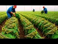 Download Lagu Como bilhões de gafanhotos são cultivados, colhidos e consumidos todos os anos na China