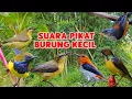 Download Lagu Suara pikat segala jenis burung kecil sogon, kemade, korlap ampuh 2025