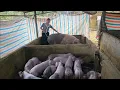 Lagu Wean piglets to encourage sows to come into estrus earlier. Harvest chicken eggs for sale. Ep 411
