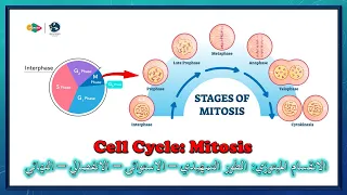 الانقسام الميتوزي شرح بالعربي Cell Cycle Mitosis Division 