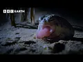 Download Lagu This Tiny Frog is a Deadly Hunter in the Dark | 4K UHD | BBC Earth