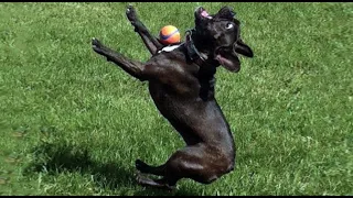 Funny cats and dogs video #18 🤣