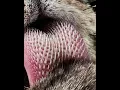 Download Lagu How a Tiger's tongue looks like  - Tiger tongue #shorts #knowledge