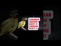 Download Lagu PANCINGAN SAMYONG MACET !! AUTO LANGSUNG BUNYI