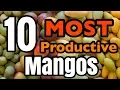 Download Lagu The 10 MOST Productive Mangos