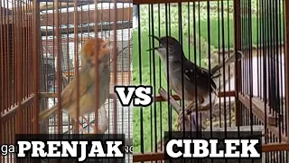 prenjak kepala merah vs ciblek kristal masteranya burung juara