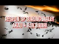 Lagu Karakter Respon Burung Walet Dengan SP Akau + BJA Birahi