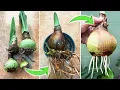Growing Amaryllis Bulbs What to Do if Amaryllis Bulb Doesn t Root