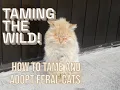 Taming the Wild A Quick Guide to Taming and Adopting a Feral Cat Must-Know Tips for Cat Lovers
