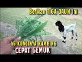 Lagu Nggak perlu beli obat‼️Cukup berikan Daun ini saja, Kambing jadi sangat capat gemuk