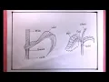 How To Draw Monocot And Dicot Leaves Easy