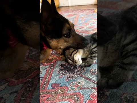 Special Rescue Dog Has Very Special Love Language For Her Kittens | The Dodo