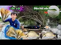Download Lagu Cấm trại trên hoàng đảo nhỏ giữa biển đầy hải sản,lặn biển gặp nhiều sò mai thuốc,dìa bông |camping.