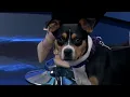Pet of the Week Chula NBC 7 San Diego