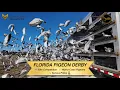 It s Florida Pigeon Derby 2026 Has Started
