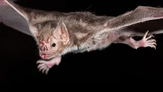 New study finds Vampires bats fuel energy by consuming mammal blood