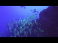 Aloha Scuba by Deke Masciangelo