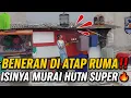Download Lagu ORANG GAK NYANGKA‼️ KIOS DI ATAP RUMAH INI ISINYA MURAI HUTAN SUPER🔥 HARGANYA MURAH‼️