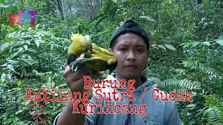 mikat burung kutilang sutra cucak kurincang 