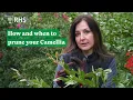 Download Lagu How and when to prune your Camellia | The RHS MP3
