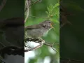 Download Lagu Wow! Suara Burung Kecil Ini Bikin Telinga Meleleh!