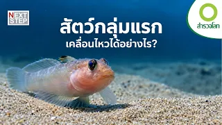 500 ล้านปีก่อน สัตว์กลุ่มแรกเริ่มเคลื่อนไหวได้อย่างไร? | สารคดี สำรวจโลก ตอน จุดกำเนิดการเคลื่อนไหว
