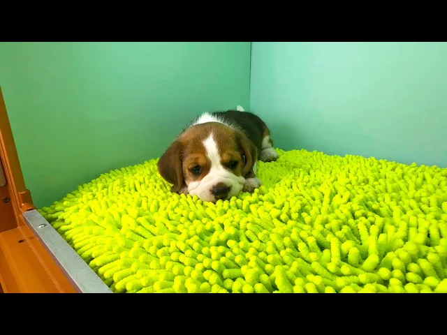 動画