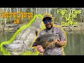 Freshwater Fishing Naples Florida We Got Charged At By GATORS And A Big Fish Tries To EAT My GoPro