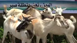 تقرير مشروع الأضاحي ـ مؤسسة أنفعهم 