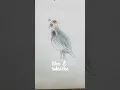 Quail bird drawing very easy step by step
