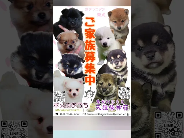 動画