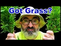 Is THIS Grass Invading Your Property Stop Stiltgrass Now