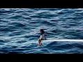 Oceanview SZA SOS Album Moving Screensaver No Sound Background Ambience