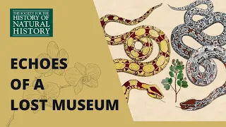 echoes of a lost museum herpetological collections sent by barbosa du bocage to the british museum