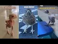 Lagu Funniest Bird Voiceovers on the Internet